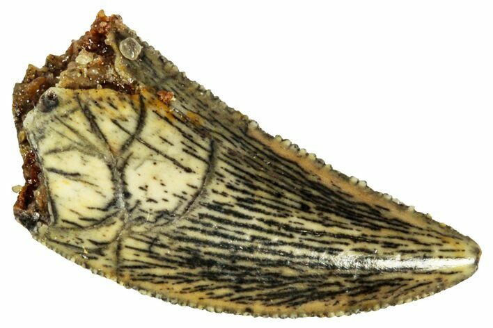 Serrated, Raptor Tooth - Real Dinosaur Tooth #295789